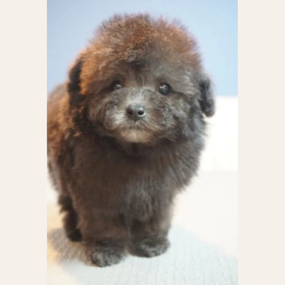 二頭身君♪ | トイプードル | 子犬を探す | 岡山のトリミング・ペット