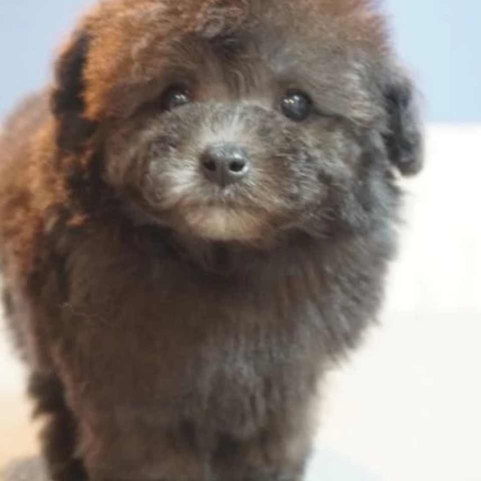 二頭身君♪ | トイプードル | 子犬を探す | 岡山のトリミング