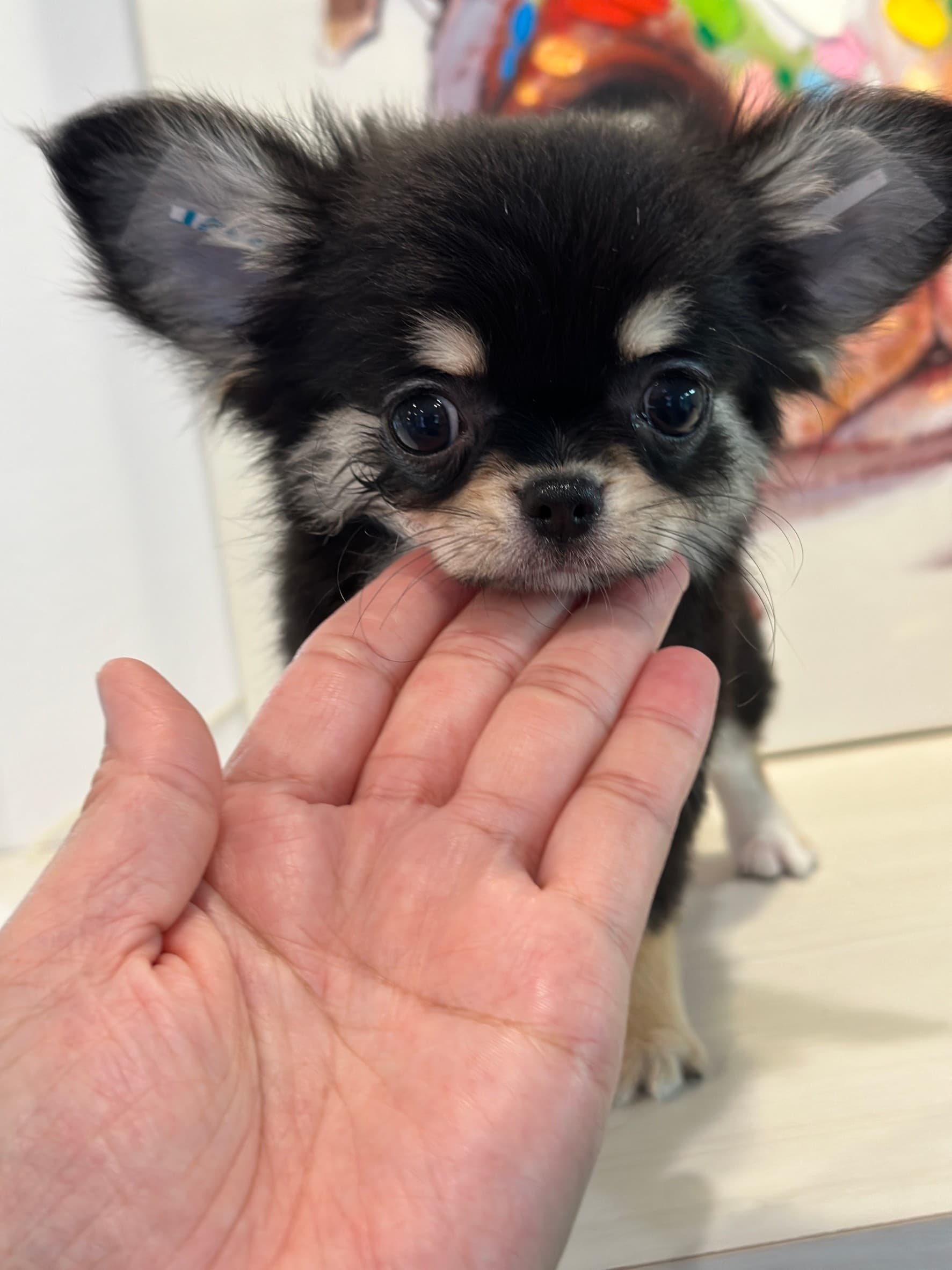 4月13日生まれの双子ちゃん①の画像