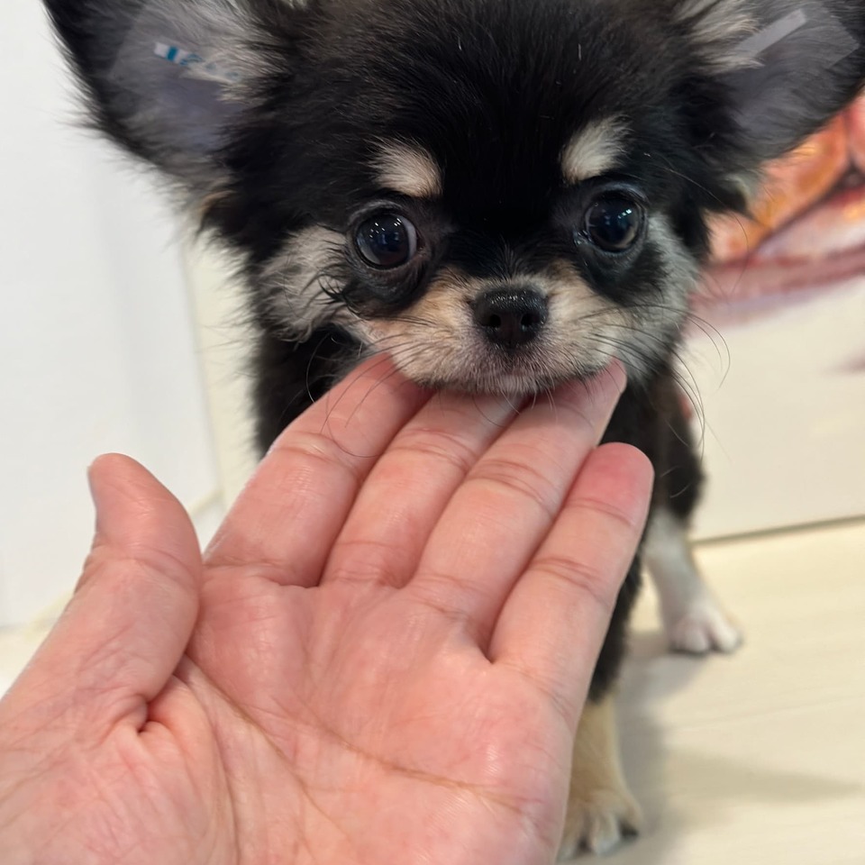 THE FIRST - チワワページ 4月13日生まれの双子ちゃん① | チワワ | 子犬を探す | 岡山の