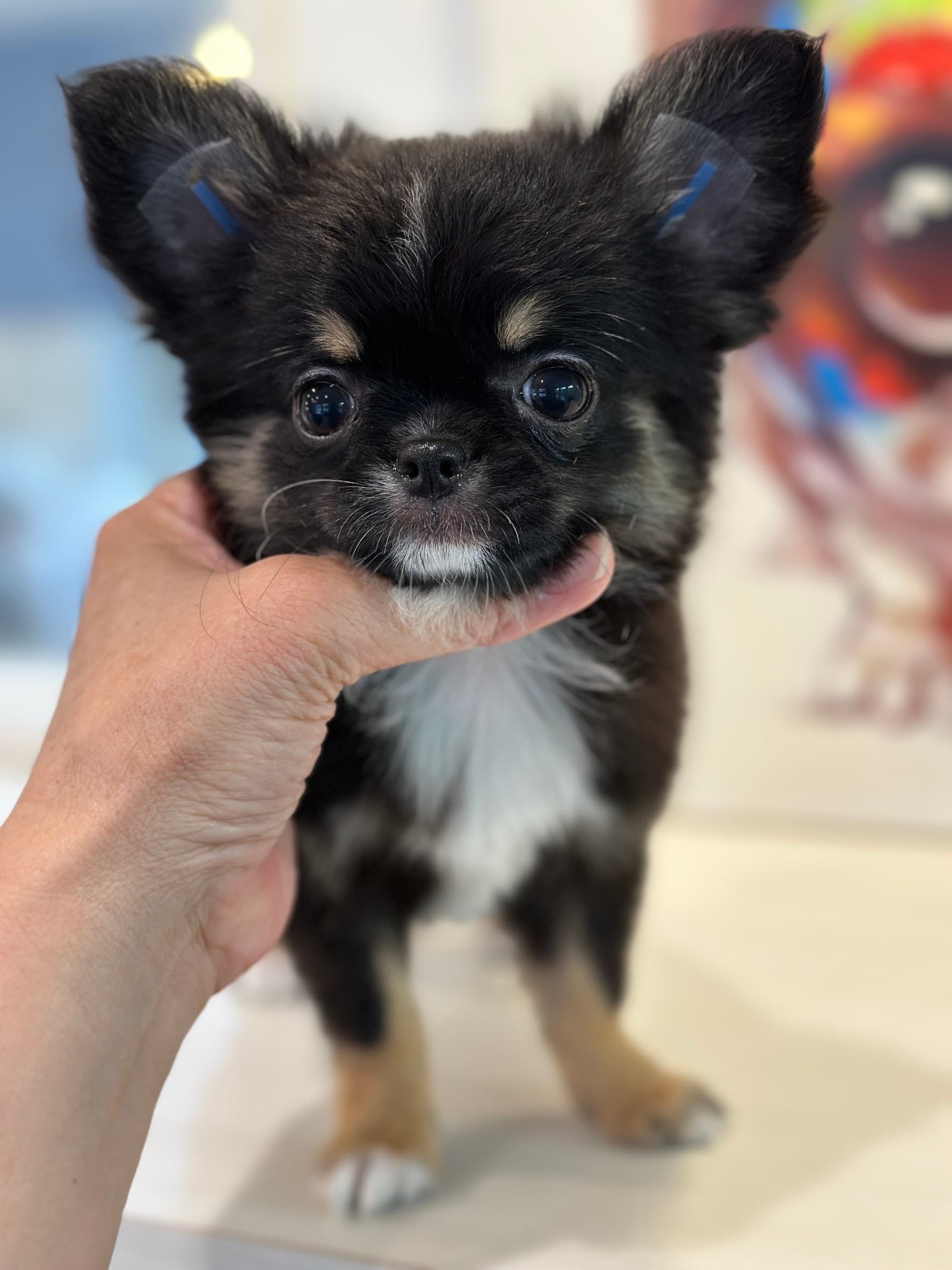 4月13日生まれの双子ちゃん②の画像