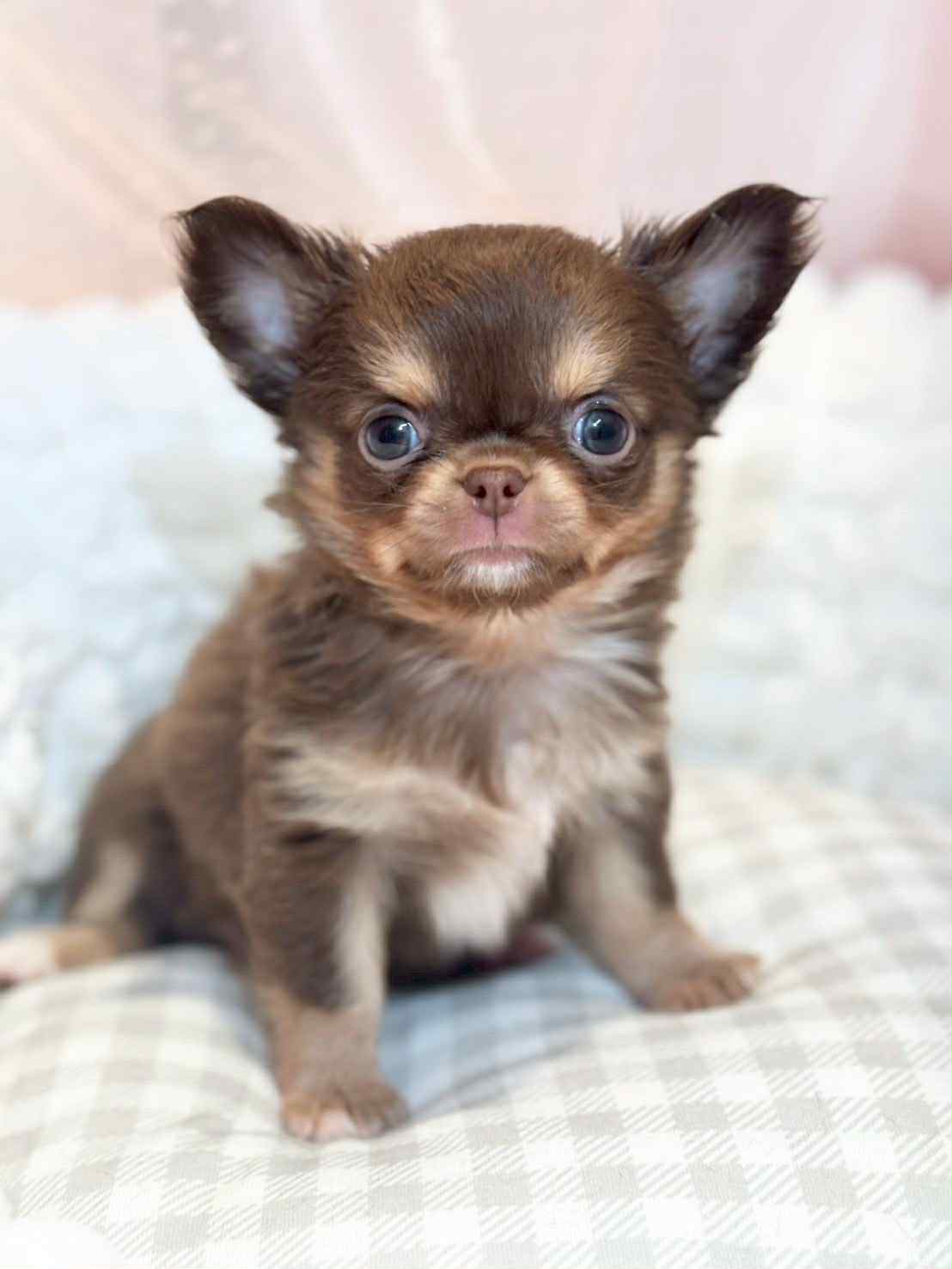 ロングコートチワワの赤ちゃんの画像