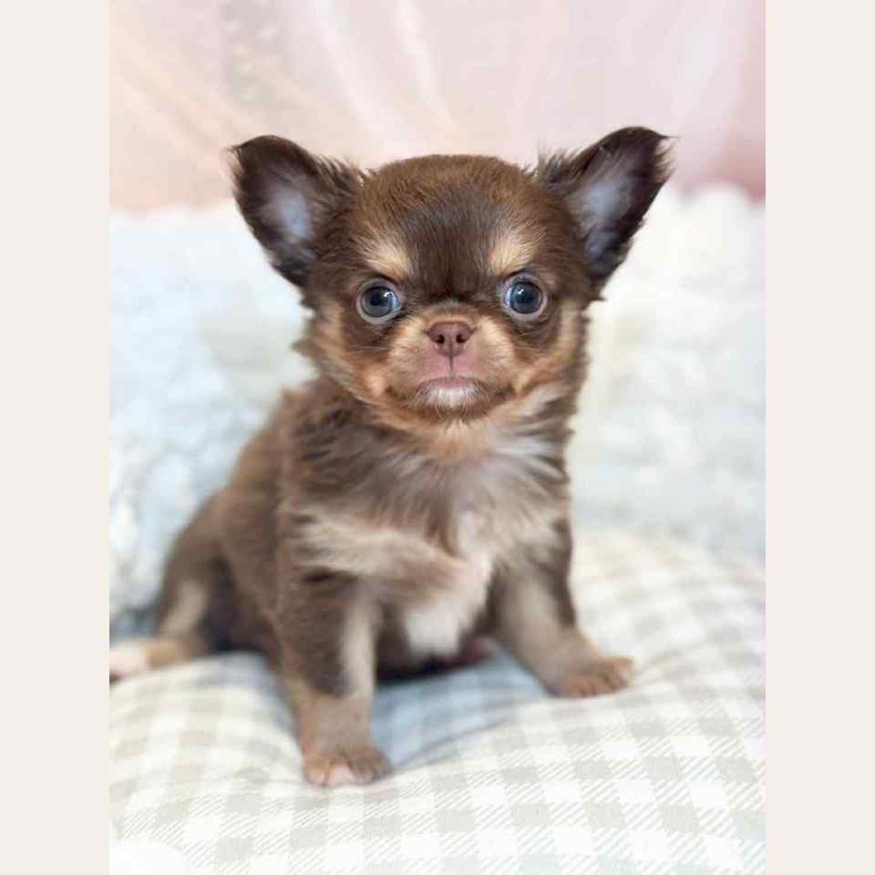 ロングコートチワワの赤ちゃん | チワワ | 子犬を探す | 岡山の