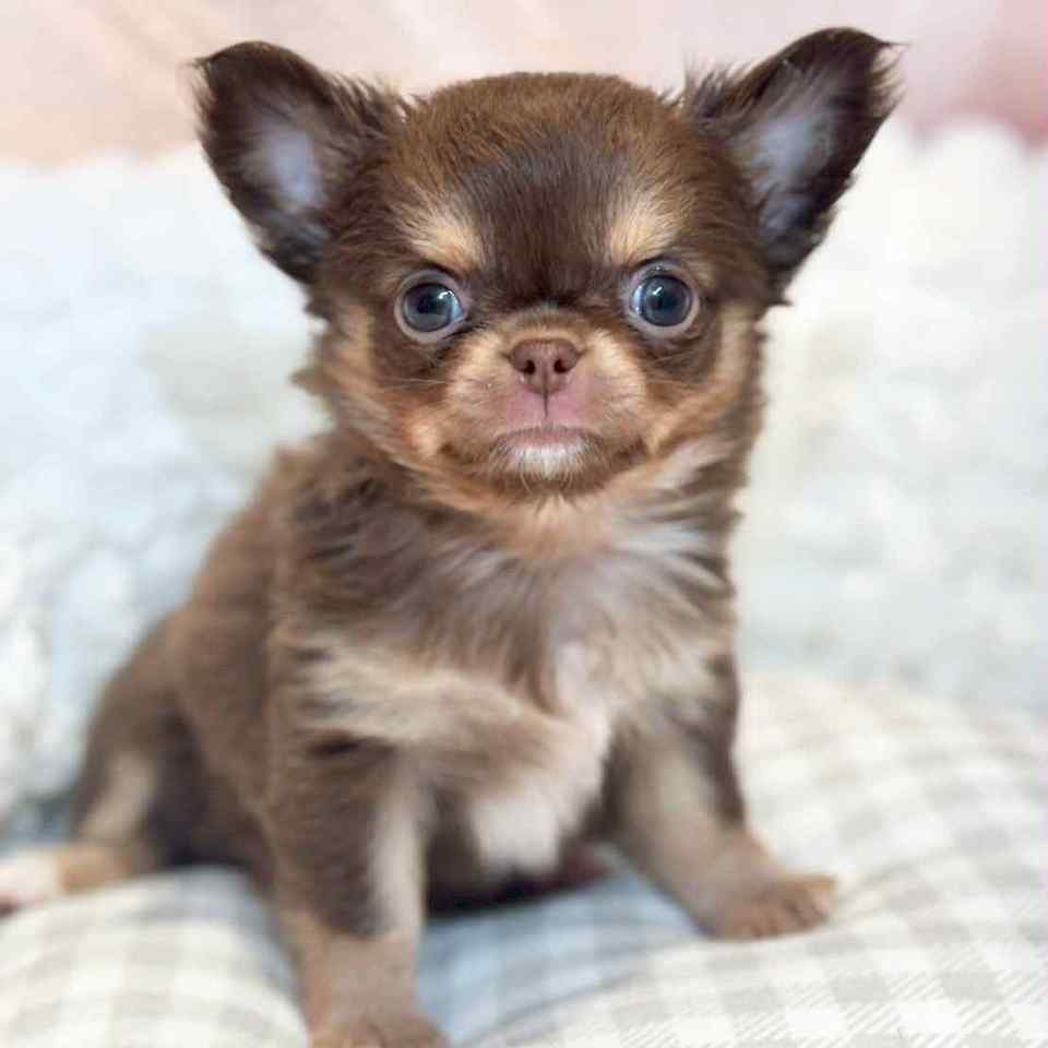 チワワページ ロングコートチワワの赤ちゃん | チワワ | 子犬を探す | 岡山の