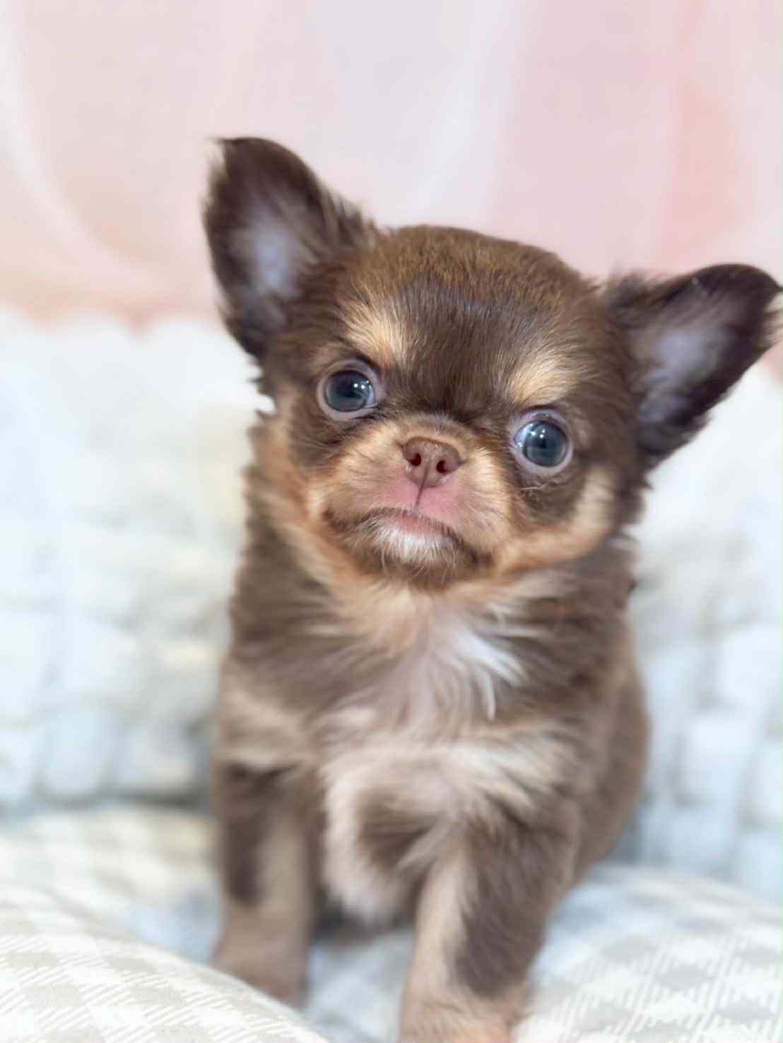 チワワページ ロングコートチワワの赤ちゃん | チワワ | 子犬を探す | 岡山の