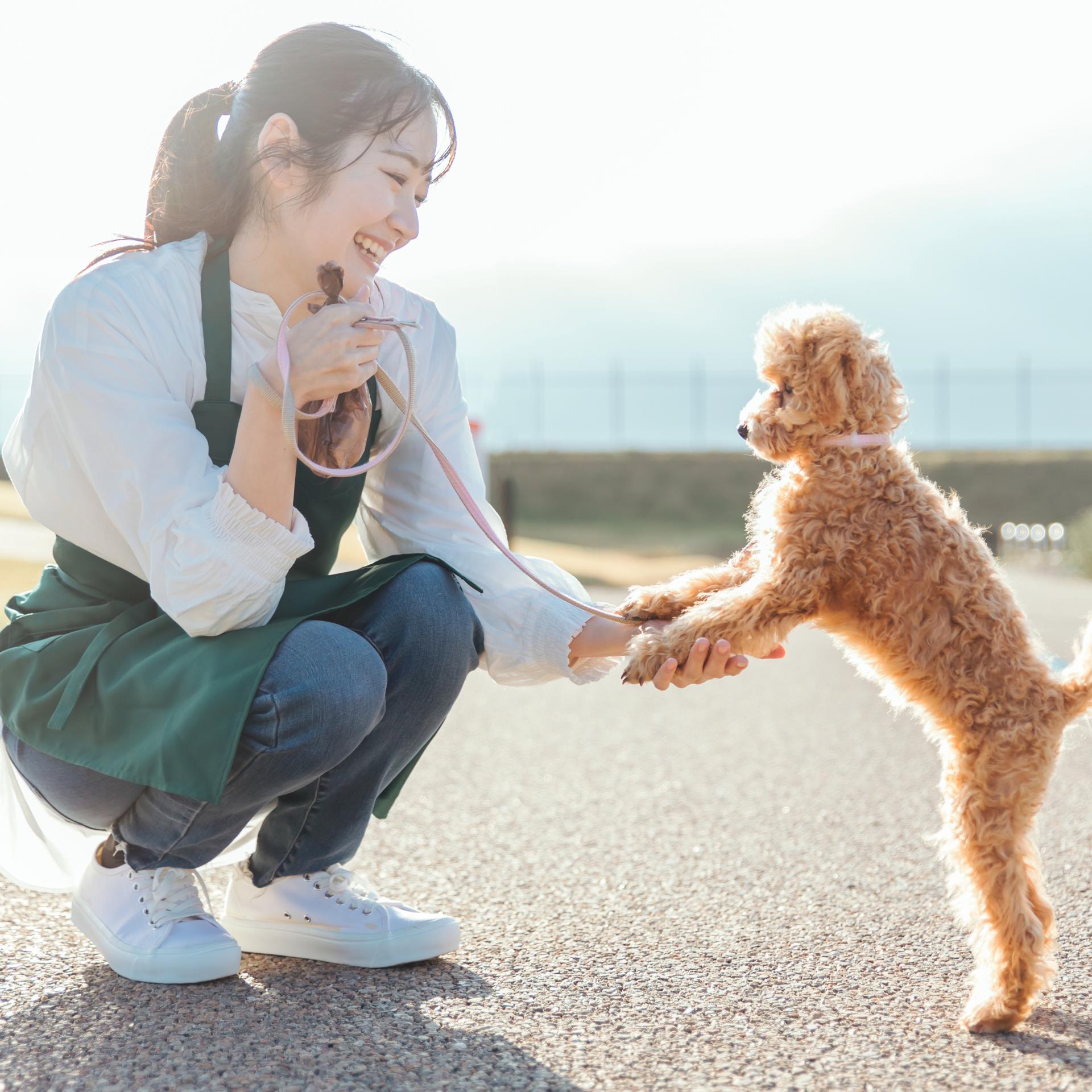 ブリーダー直販の子犬販売